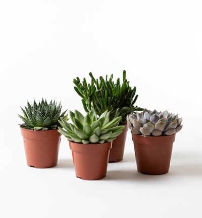 Sukkulent miks Sukkulent miks